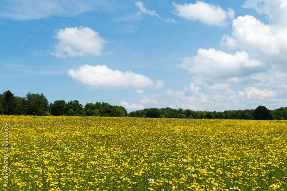 Obraz premium Wildblumenwiese Schwäbische Alb