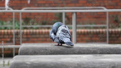 Slow motion pigeon cleaning itself on wooden bench next to a canal in Manchester UK city centre. photo