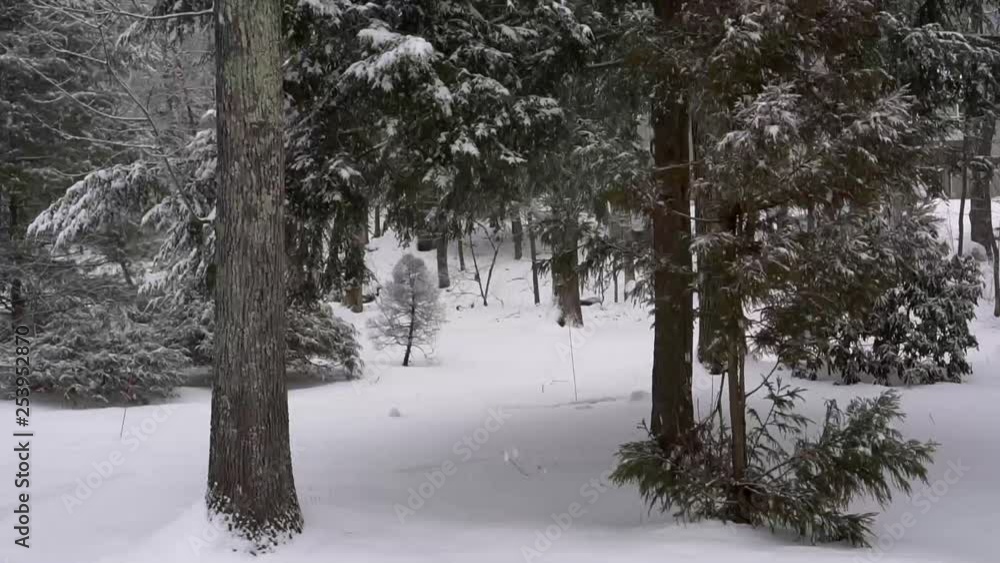 snow flakes falling with pine trees and bushes snow flakes falling with pine trees and bushes
