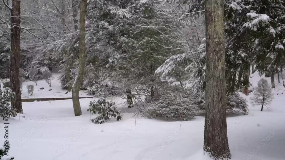 snow flakes falling with blanket of snow amongst bushes and pine trees snow flakes falling with blanket of snow amongst bushes and pine trees