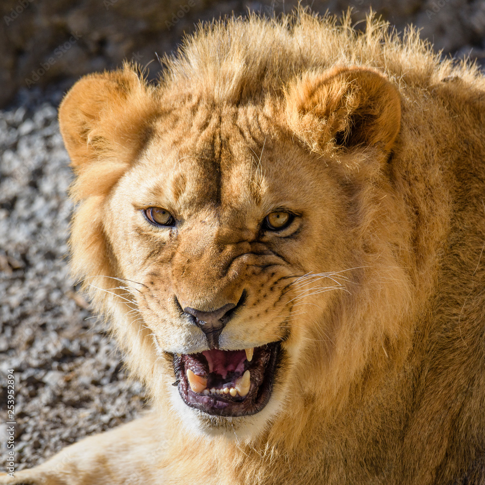 Portrait of South African lion (Panthera leo krugeri) relaxing in a meadow at ZOO Portrait of South African lion (Panthera leo krugeri) relaxing in a meadow at ZOO