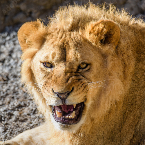 Portrait of South African lion  Panthera leo krugeri  relaxing in a meadow at ZOO