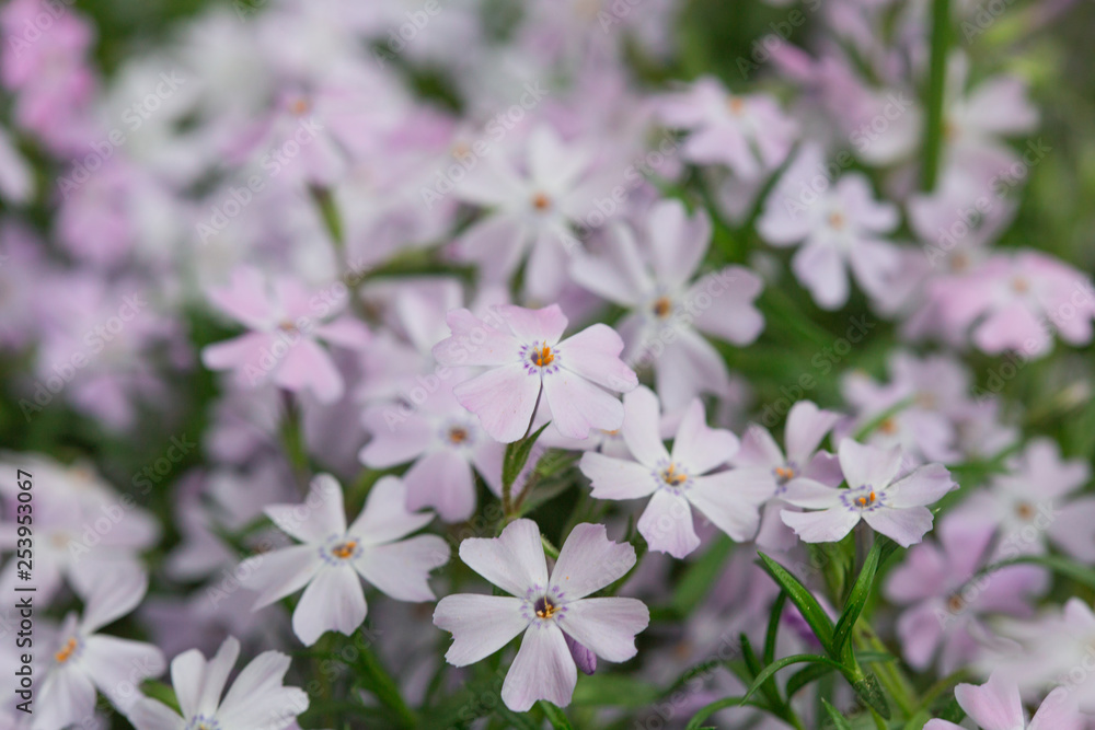 Fleurs Fleurs