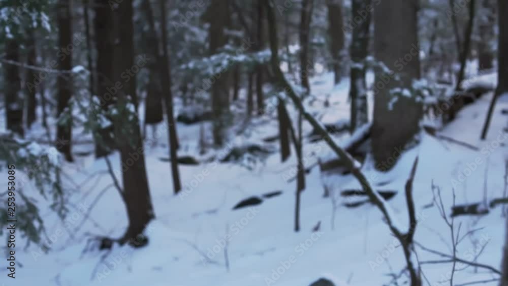 forest floor blanketed in snow forest floor blanketed in snow