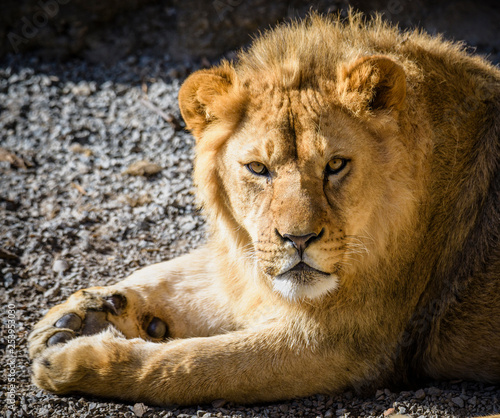 Portrait of South African lion  Panthera leo krugeri  relaxing in a meadow at ZOO