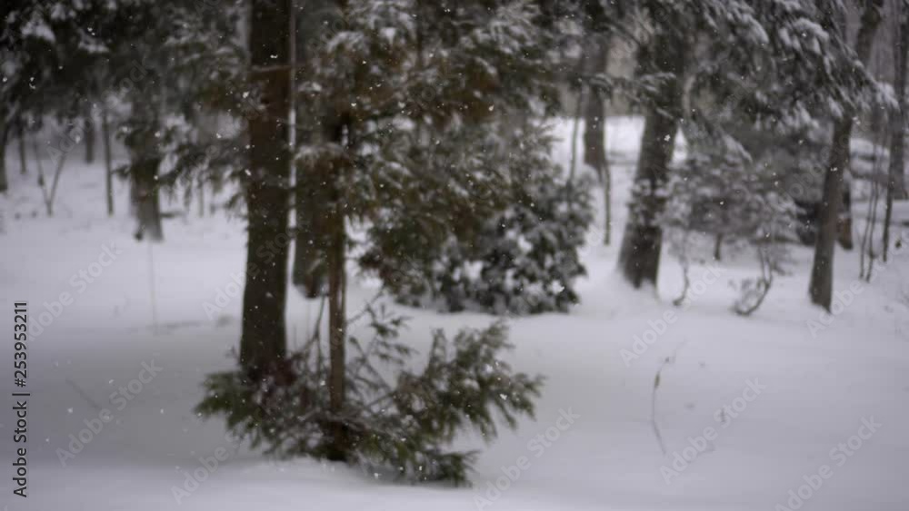 snow falling fast over a snow covered ground with pine trees snow falling fast over a snow covered ground with pine trees