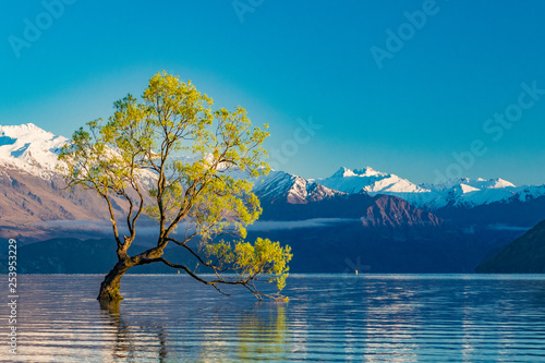 The Lonely tree of Lake Wanaka and snowy Buchanan Peaks, South Island, New Zealand