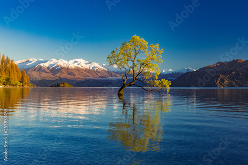 The Lonely tree of Lake Wanaka and snowy Buchanan Peaks, South Island, New Zealand photo