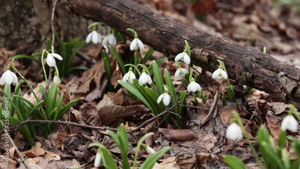 White blooming snowdrop folded or Galanthus plicatus in the forest background. Wind, light breeze, сloudy spring day, dolly shot, close up, shallow depts of the field, 59,94 fps White blooming snowdrop folded or Galanthus plicatus in the forest background. Wind, light breeze, сloudy spring day, dolly shot, close up, shallow depts of the field, 59,94 fps