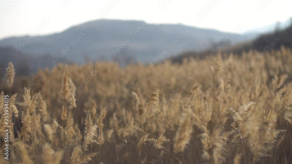 Dried grass in the wind on late winter at camp. Dried grass in the wind on late winter at camp.