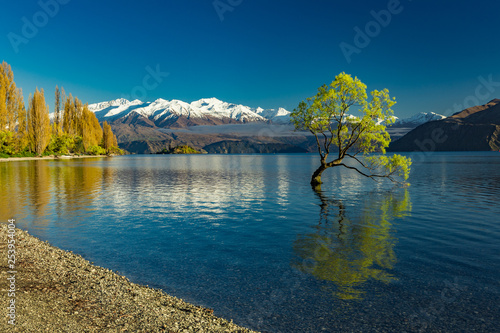 The Lonely tree of Lake Wanaka and snowy Buchanan Peaks  South Island  New Zealand