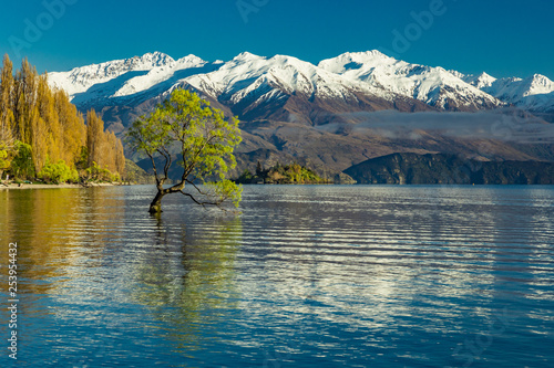The Lonely tree of Lake Wanaka and snowy Buchanan Peaks, South Island, New Zealand
