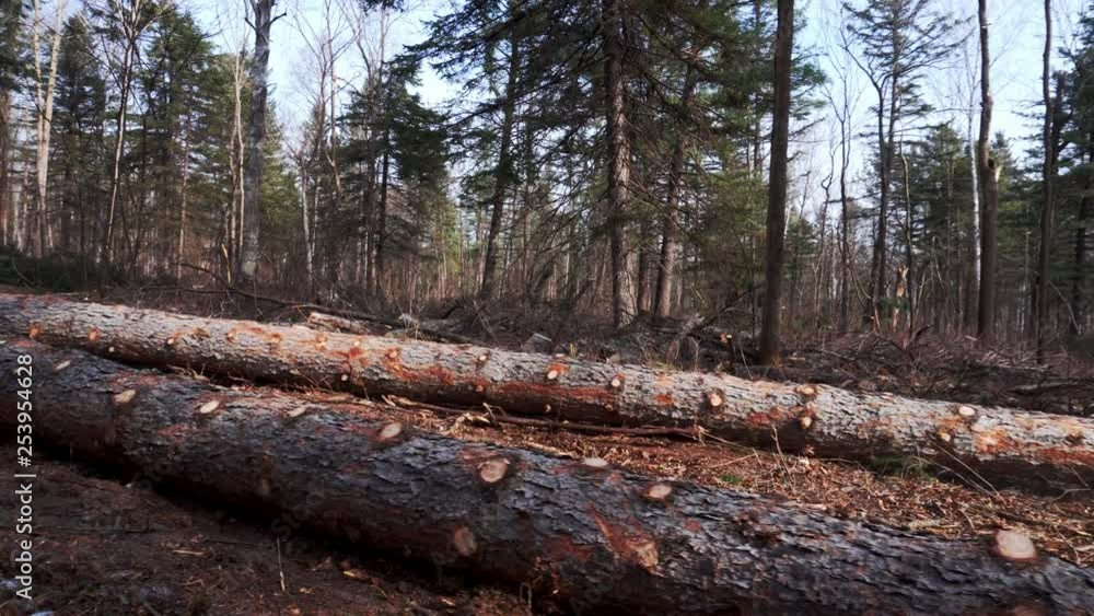 The red tractor drags the felled trunks of coniferous trees along the cutting area in the taiga The red tractor drags the felled trunks of coniferous trees along the cutting area in the taiga
