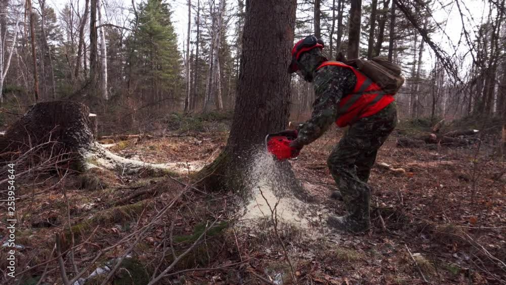 Lumberjack logger worker in protective gear cutting firewood timber tree in forest with chainsaw Lumberjack logger worker in protective gear cutting firewood timber tree in forest with chainsaw