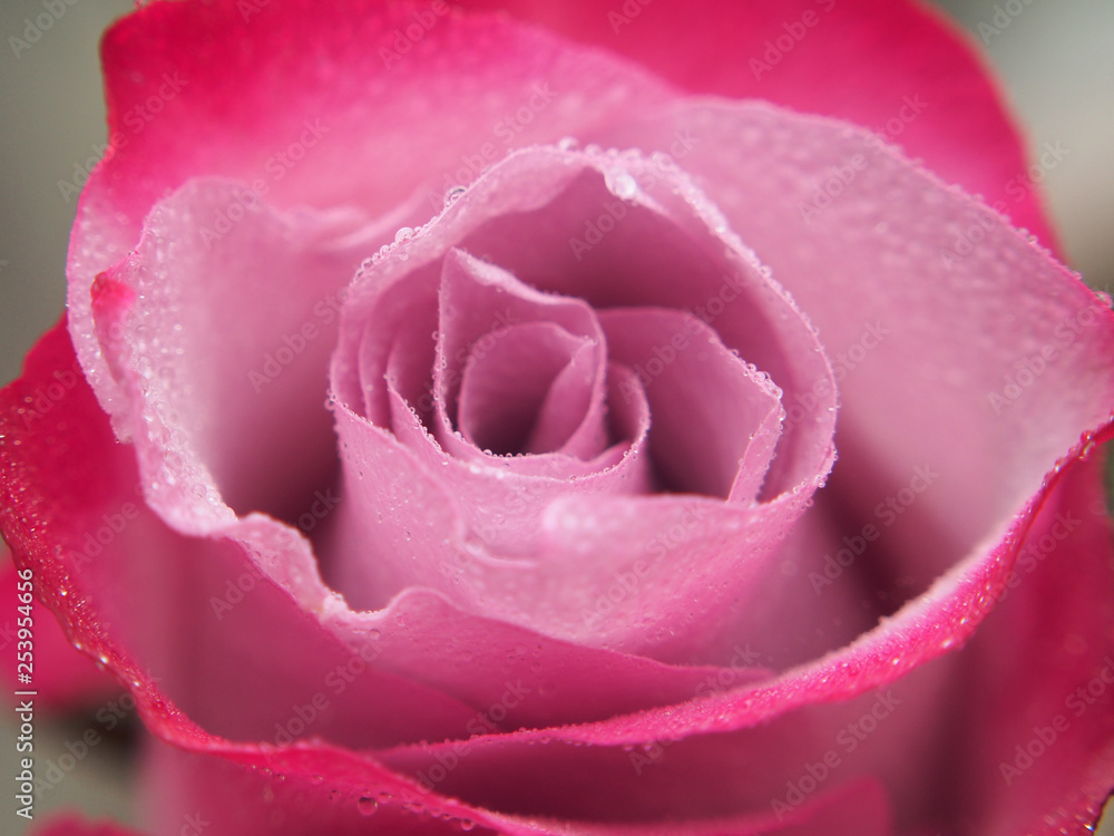 Rosebud close-up. The petals are red, pink and white. Rosebud close-up. The petals are red, pink and white.