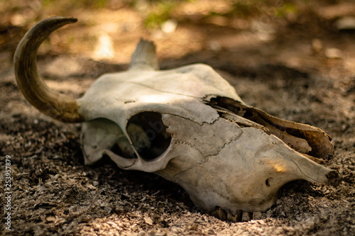 Cow horn or Cow skull,as jewelry people often popular home decoration for beauty, horn bones brown at bend but one side deduct place put on the ground gravel in the garden. © ShutterChiller