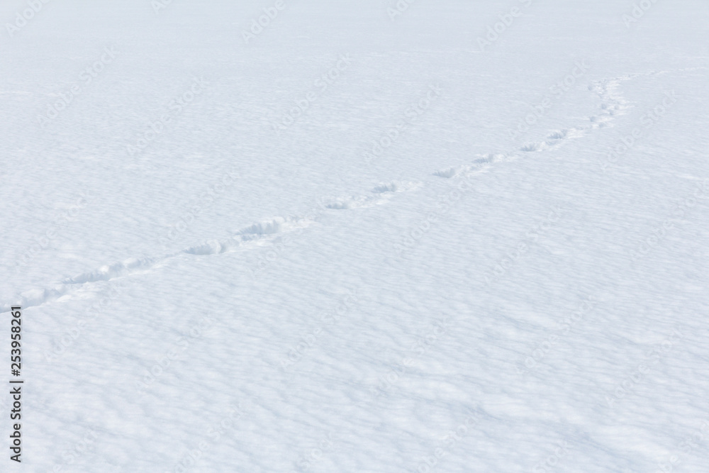 Obraz premium footprints in deep snow