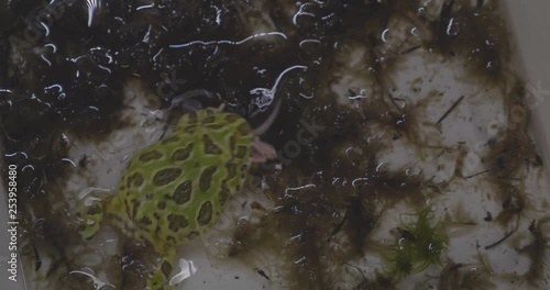 A Ceratophrys Cranwelli frog eating a mouse in slow motion photo