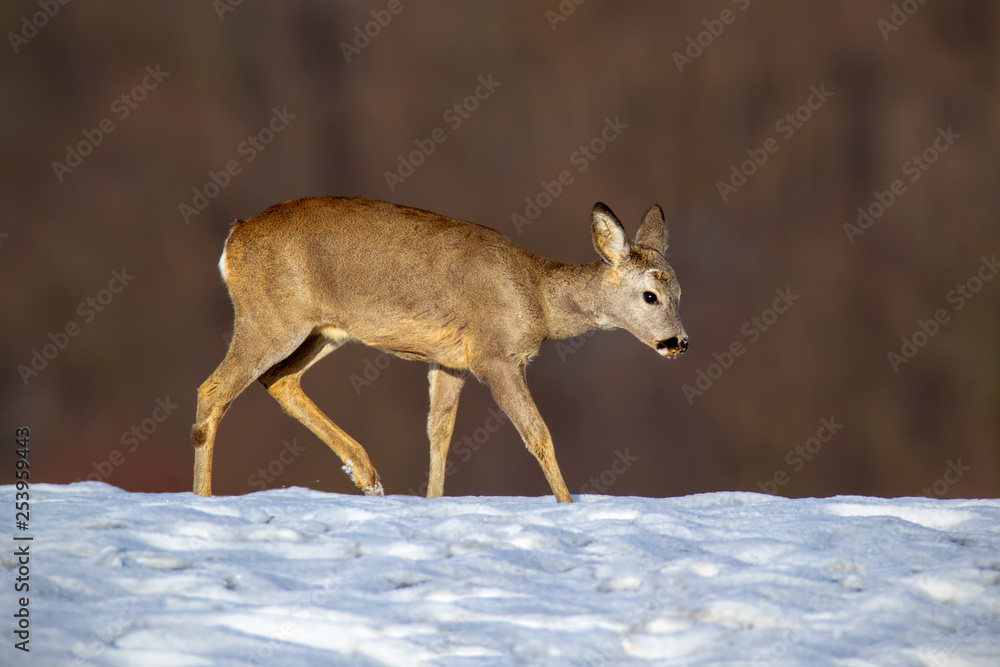 Fototapeta premium Young roe deer, capreolus capreolus, buck in winter walking on snow. Wild animal in nature during wintertime searching for food. Mammal in cold weather suffering from starvation.