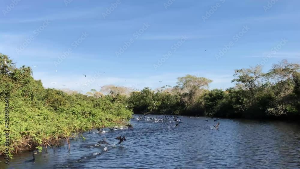 Birds take flight from the water in Pantanal as the camera moves through a narrow river channel in Brazil. Birds take flight from the water in Pantanal as the camera moves through a narrow river channel in Brazil.