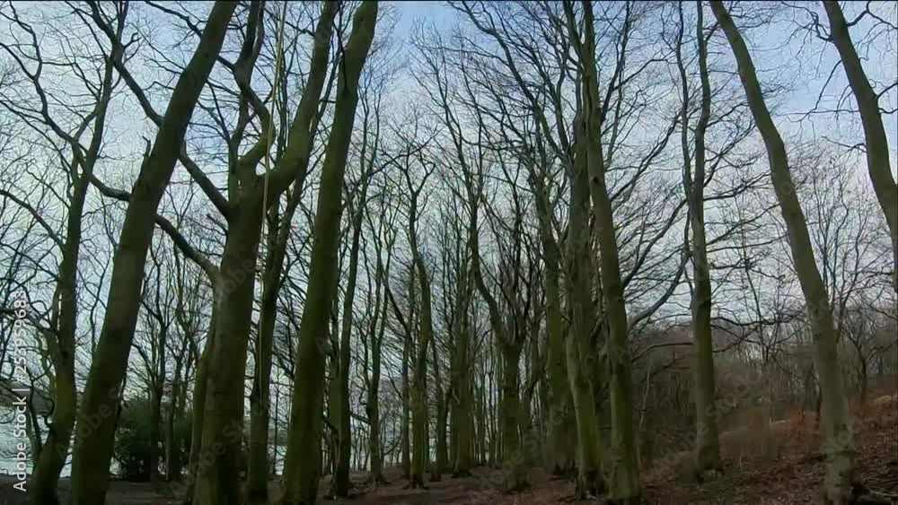 Slow motion tilted upward view of dense fall coloured woodland trees at twilight. Spooky, eerie moody feeling. Slow motion tilted upward view of dense fall coloured woodland trees at twilight. Spooky, eerie moody feeling.