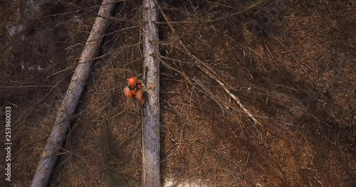 Lumberjack logger worker in protective gear cutting firewood timber tree in forest with chainsaw