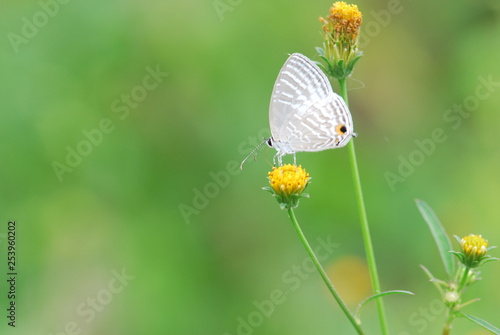 Butterfly on grass flower in the garden