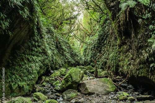 Nichols Falls Track near Dunedin in Otago, South Island, New Zealand photo