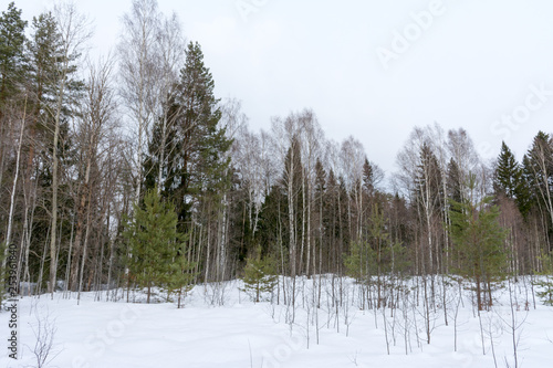 reserved winter forest