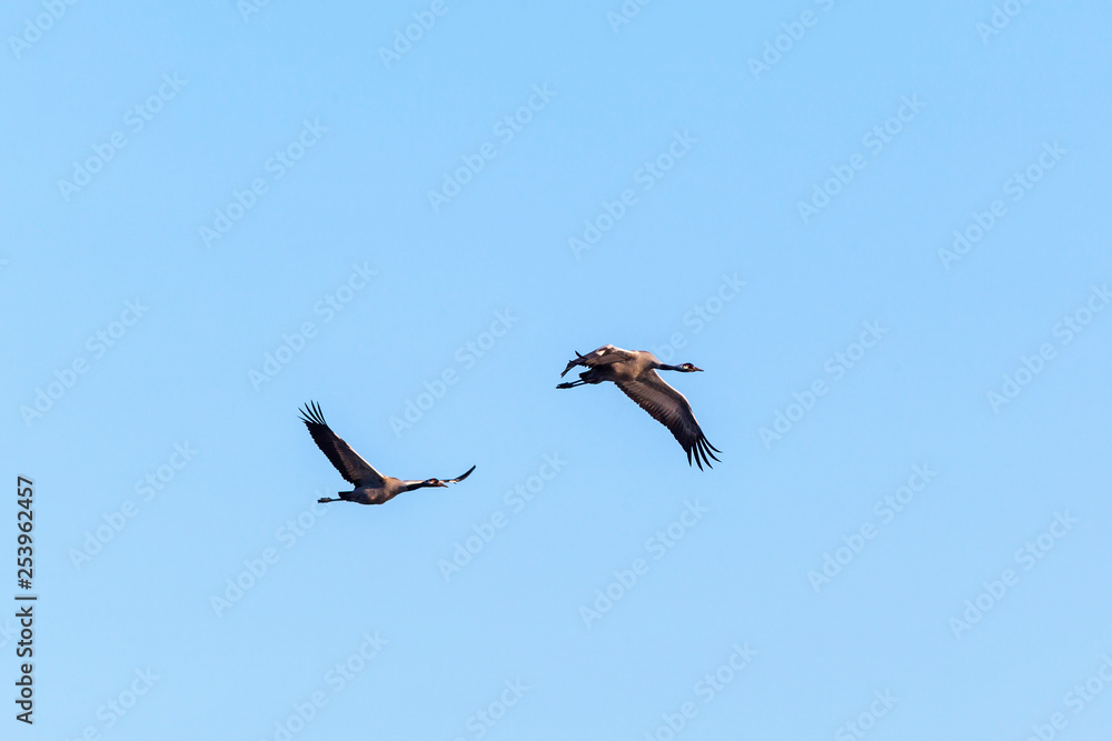 Obraz premium Two cranes flying