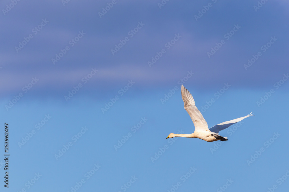 Whooper swan Whooper swan