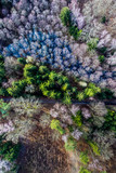 Aerial view of amazing multicolored forest with road, Europe