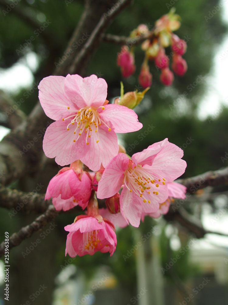 下向きに咲く河津桜 下向きに咲く河津桜