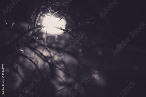 Nights and Branches