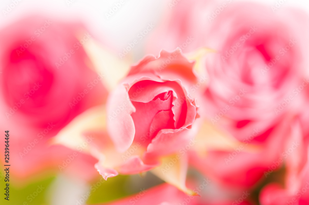 Closeup of pink fuchsia roses soft blur bokeh texture in pastel colors for a background. Closeup of pink fuchsia roses soft blur bokeh texture in pastel colors for a background.