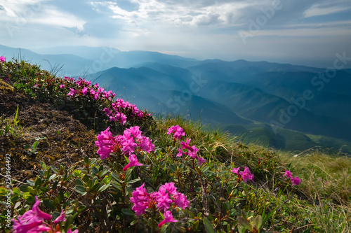 Fototapeta Naklejka Na Ścianę i Meble -  Alpine meadows with blooming rhododendrons and mountains on the background. Spring summer is the period of flowering of bright beautiful red and pink alpine flowers rhododendron in Carpathians.