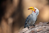The southern yellow-billed hornbill (Tockus leucomelas) on the branch with brown background.African hornbill sitting on a dry branch with a yellow background.