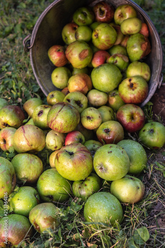 Organic apples in a metal bucket