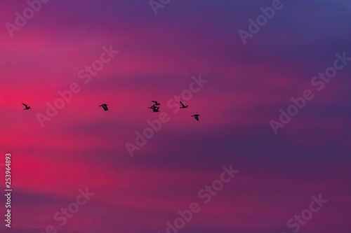 Birds at sunset