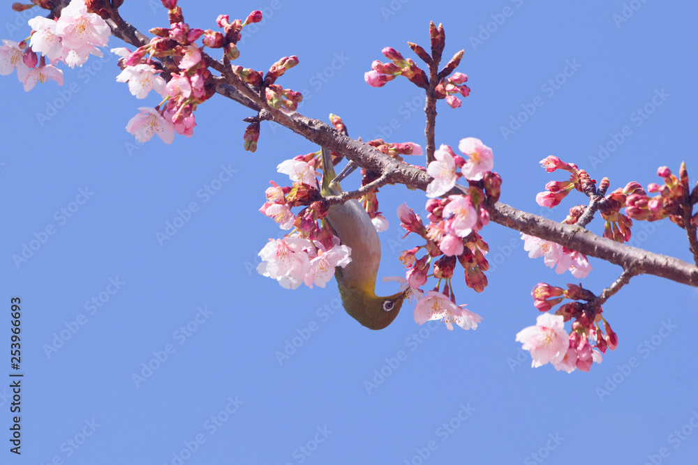 メジロと河津桜 メジロと河津桜