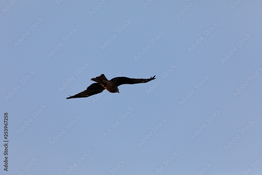 Obraz premium 獲物を狙う鳥