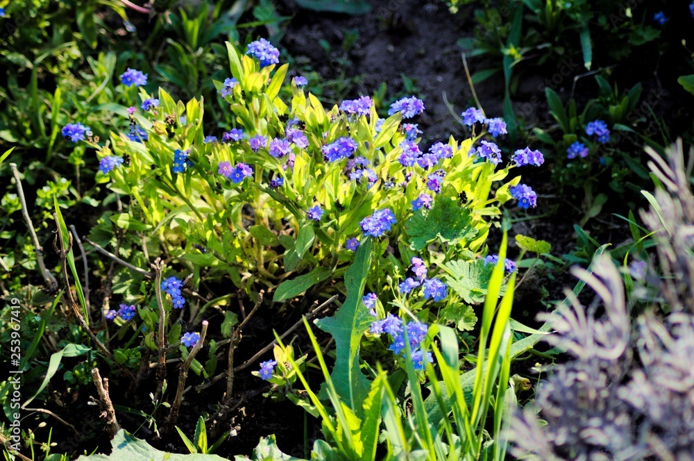 Fototapeta premium Flower1
