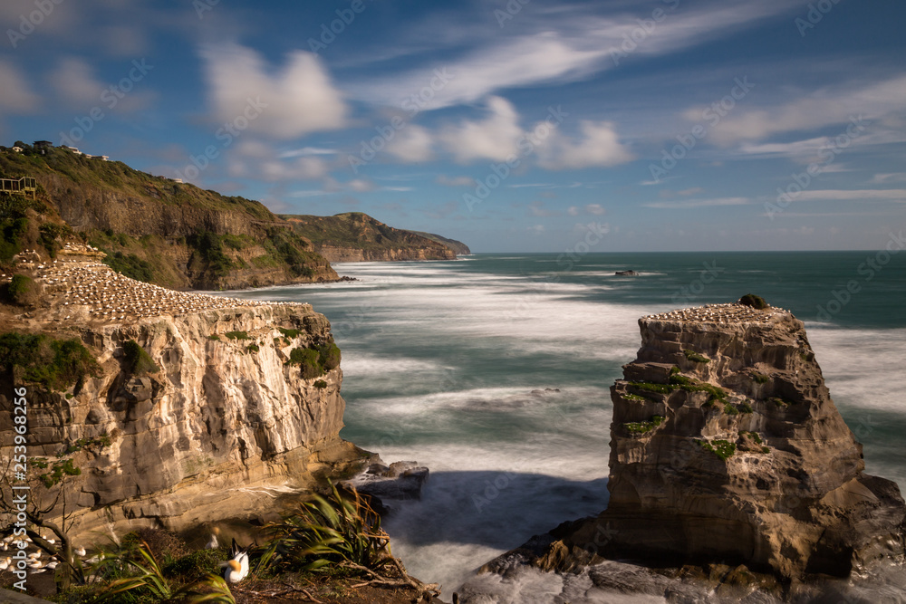 Gannett colony on the rocks above Muriwai Beach on the West coast of New Zealand, long exposure to smooth out the water and give some motion to the clouds
