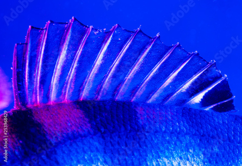 Perch fish fins in blue and pink color