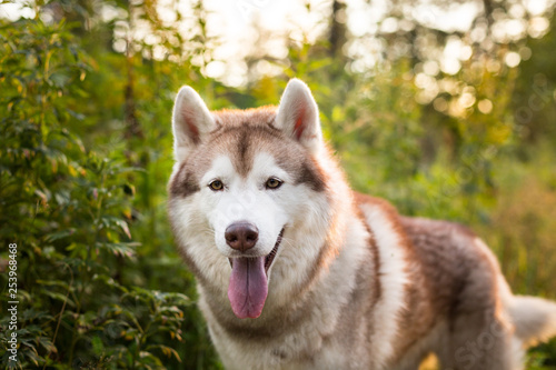 Happy beige and white dog breed siberian husky sitting in the green grass and wild flowers at sunset