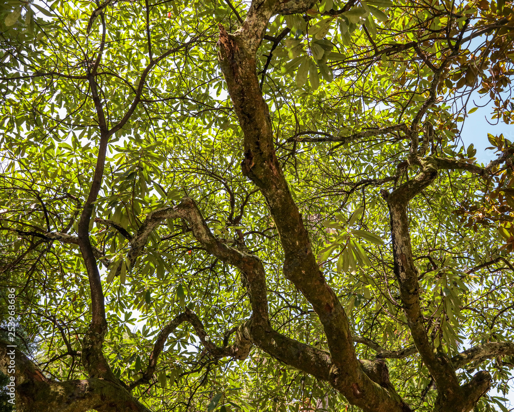 Green leaves on a tree in a summer park