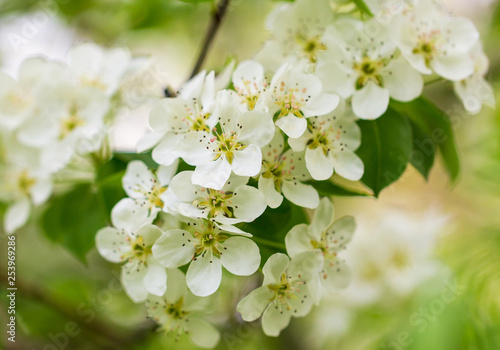 Flowers on pear branches in spring