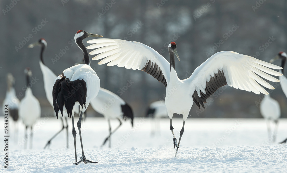 Obraz premium Dancing Cranes. The ritual marriage dance of cranes. The red-crowned crane. Scientific name: Grus japonensis, also called the Japanese crane or Manchurian crane, is a large East Asian Crane.