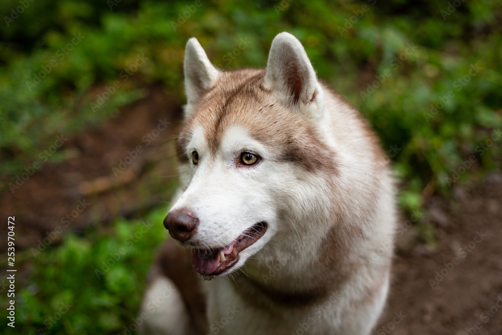 Beautiful dog breed siberian husky in the forest on rainy day Beautiful dog breed siberian husky in the forest on rainy day