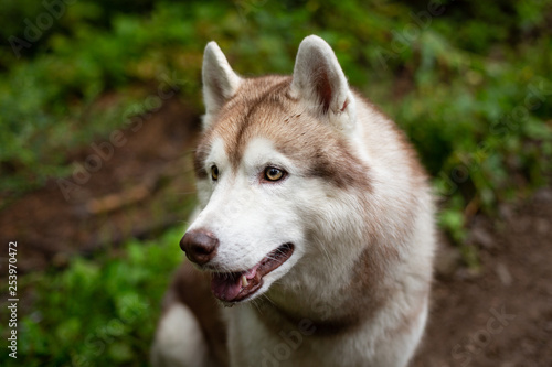 Beautiful dog breed siberian husky in the forest on rainy day © Anastasiia